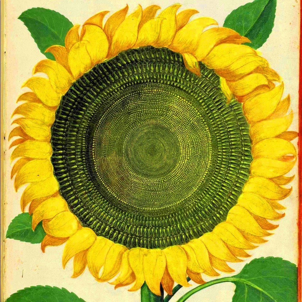 Meet your Posher, Lacie